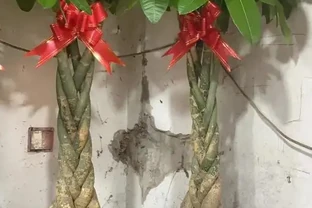 發財樹長太高，如何修剪？園藝大師來教你！