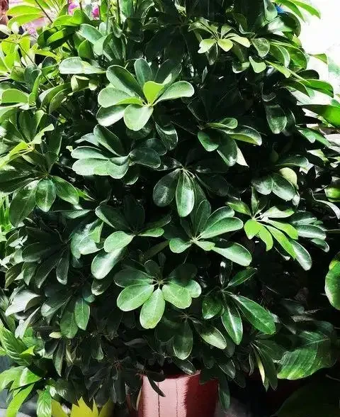 蘇州一31歲太太,客廳因「鴨腳木太美」走紅,真治癒,曬曬
