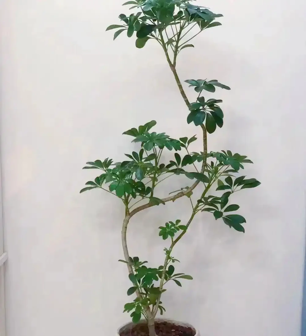 蘇州一31歲太太,客廳因「鴨腳木太美」走紅,真治癒,曬曬