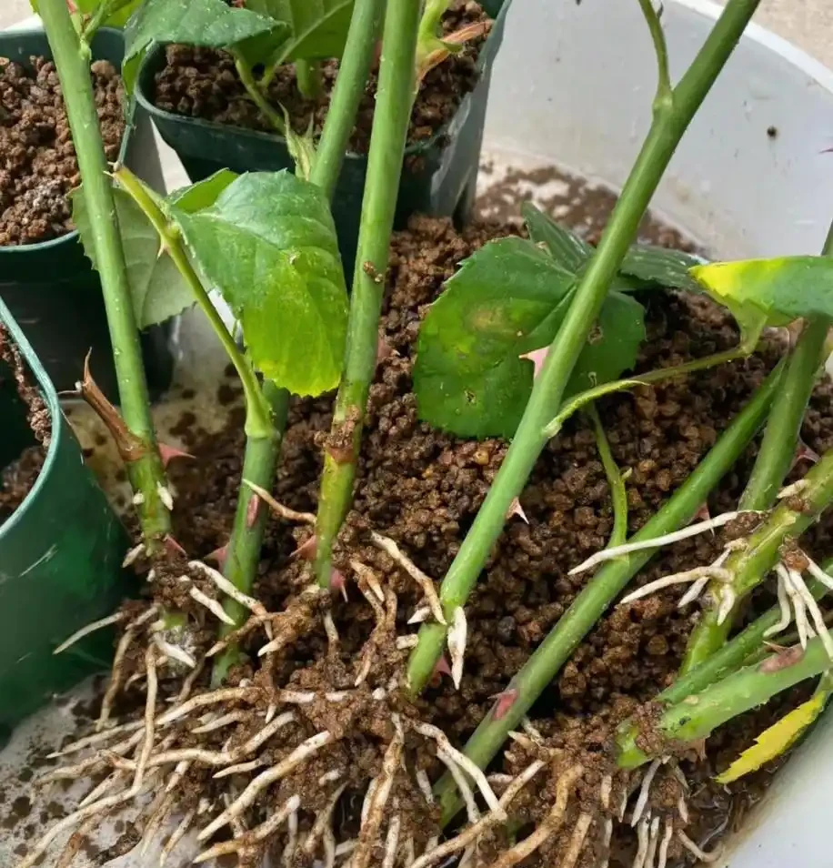 5個廚房「小廢物」，養花卻是寶貝，花盆一撒，肥得流油不生蟲！