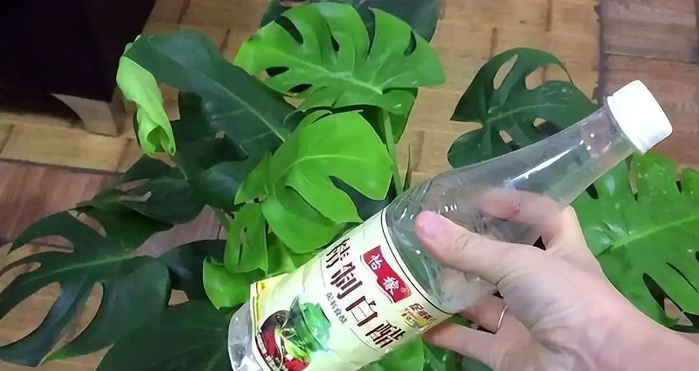 5個廚房「小廢物」，養花卻是寶貝，花盆一撒，肥得流油不生蟲！