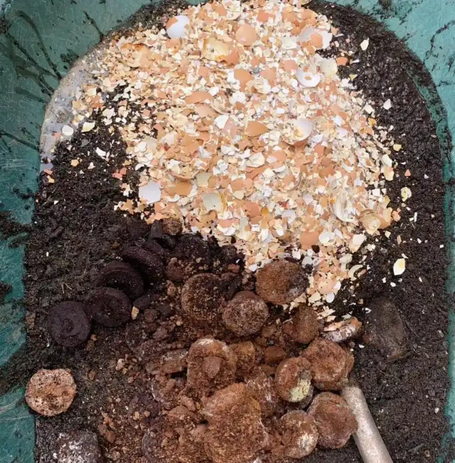 5個廚房「小廢物」，養花卻是寶貝，花盆一撒，肥得流油不生蟲！