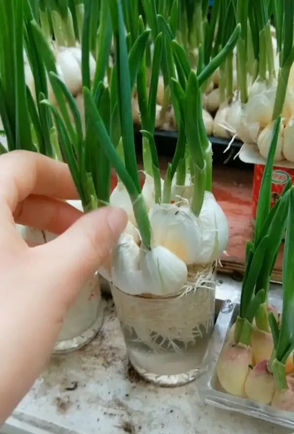 5個廚房「小廢物」，養花卻是寶貝，花盆一撒，肥得流油不生蟲！