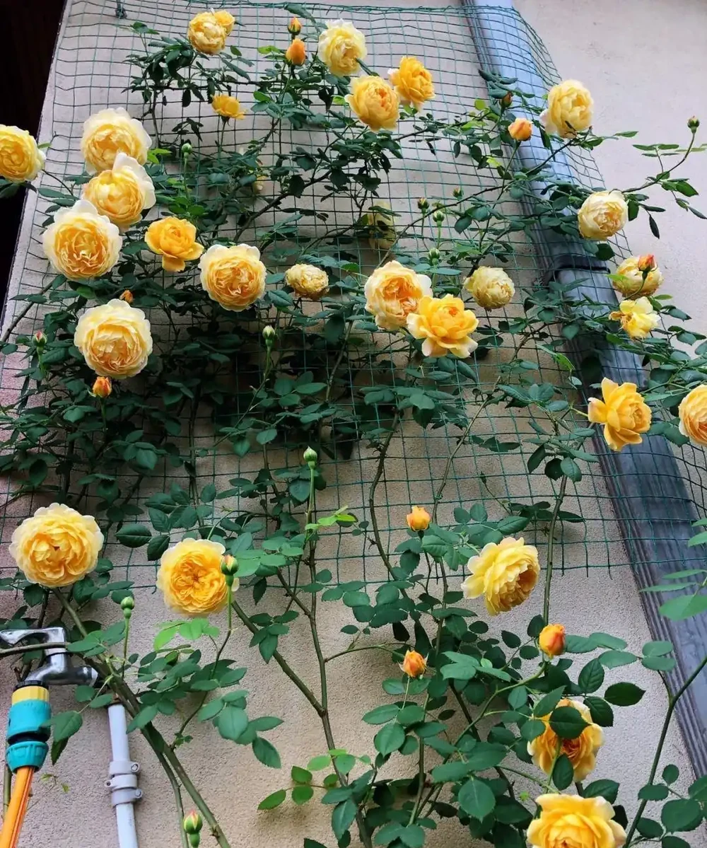 養玫瑰,記住「7個字」,開花更多更豔更勤,變成浪漫小花園