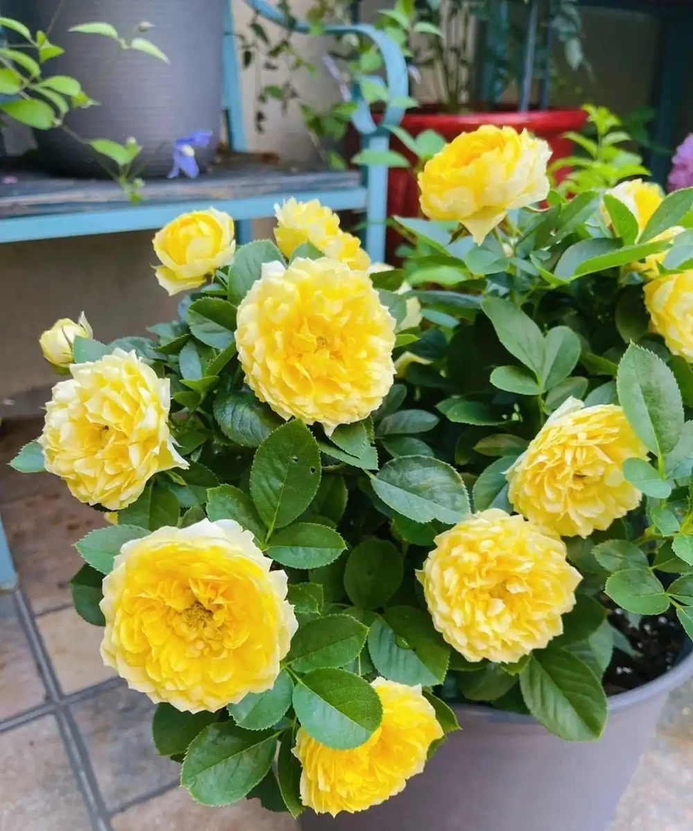 養玫瑰,記住「7個字」,開花更多更豔更勤,變成浪漫小花園