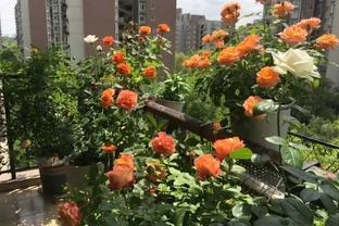 養玫瑰，記住「7個字」，開花更多更豔更勤，變成浪漫小花園