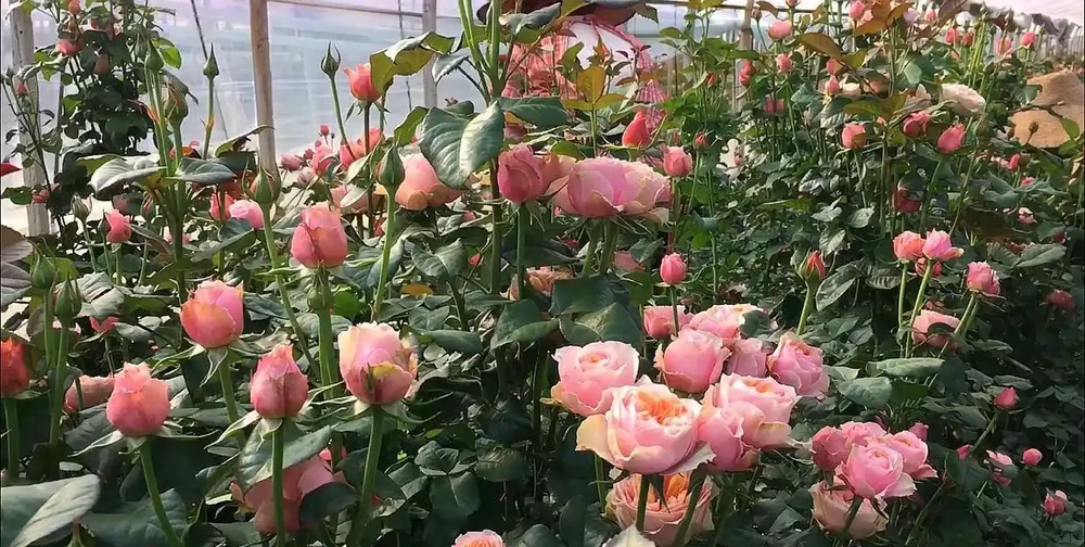 玫瑰花的修剪枝葉技巧:從保持株型到施肥管理的全面指南