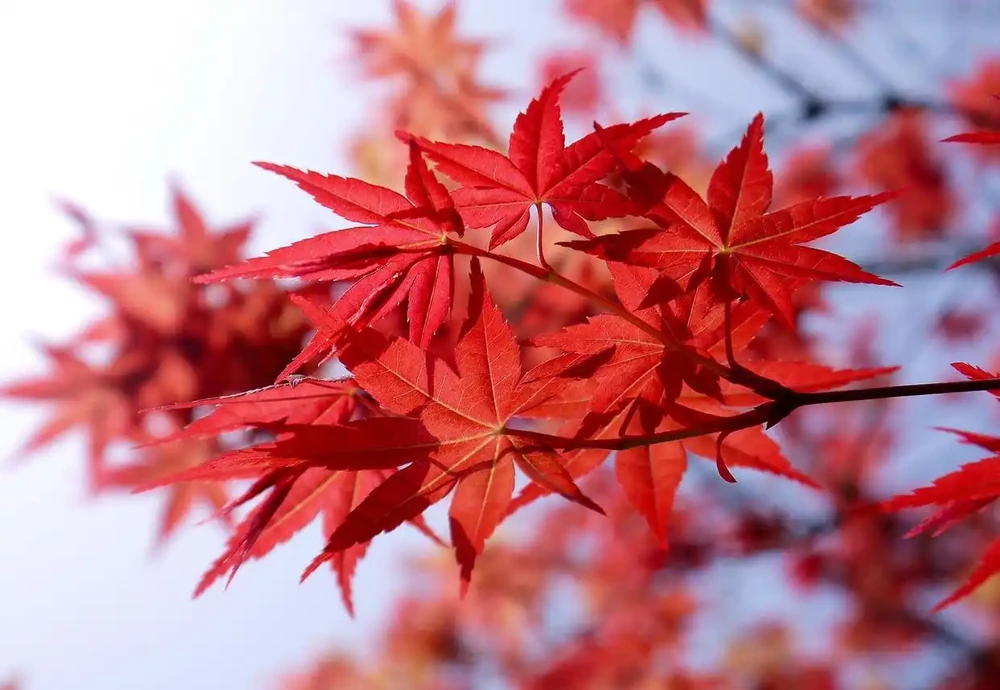 紅楓樹葉子捲曲枯萎怎麼辦,怎麼解決?掌握4個措施,肯定很漂亮