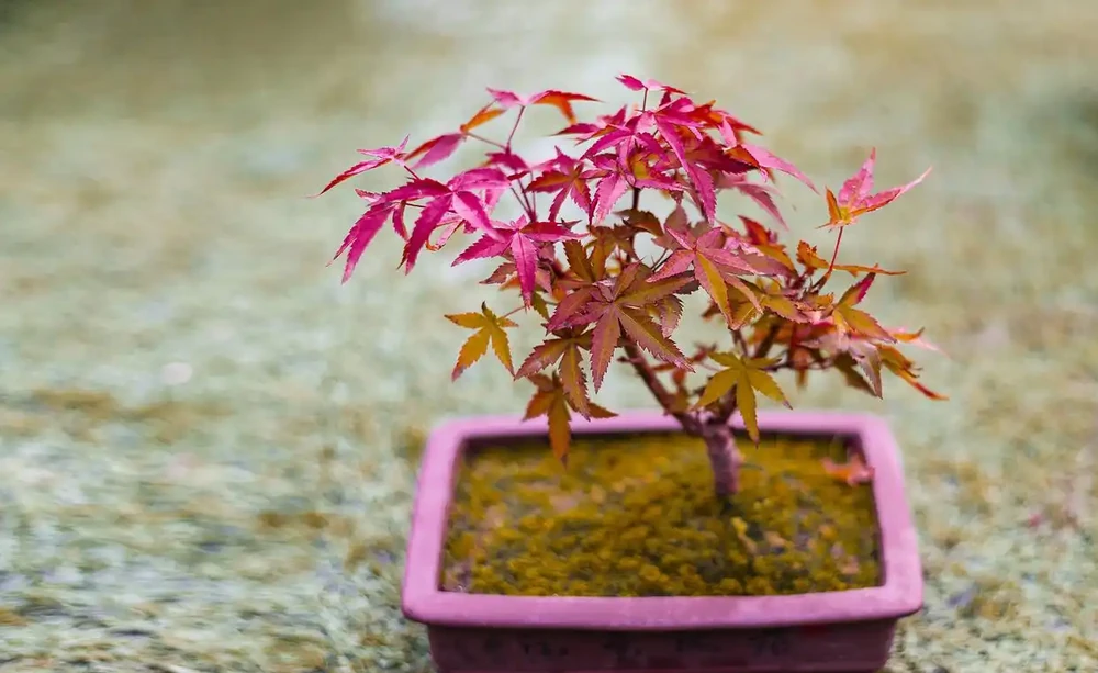 紅楓樹葉子捲曲枯萎怎麼辦,怎麼解決?掌握4個措施,肯定很漂亮
