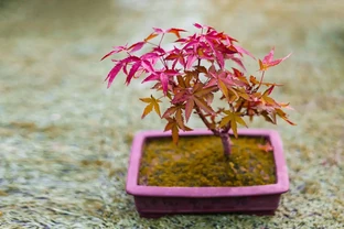 紅楓樹葉子捲曲枯萎怎麼辦，怎麼解決？掌握4個措施，肯定很漂亮