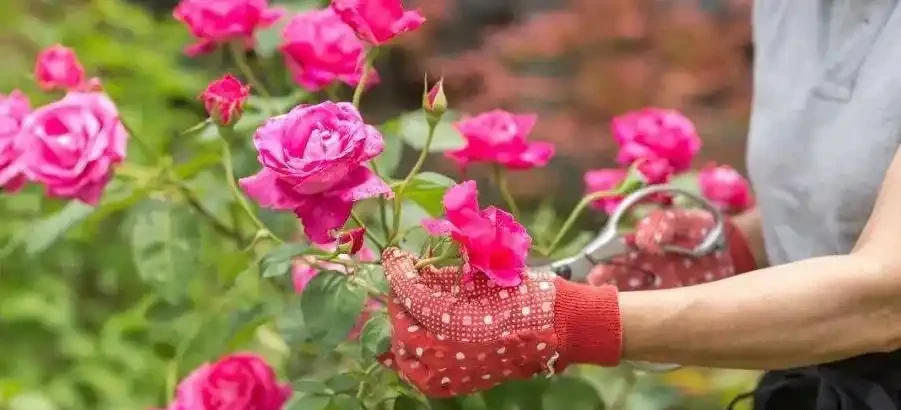 玫瑰花修剪的正確方法,讓你的花園更加美麗