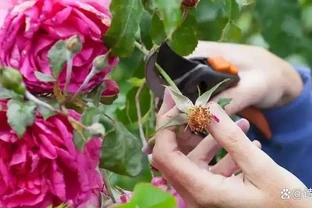 玫瑰花修剪的正確方法，讓你的花園更加美麗