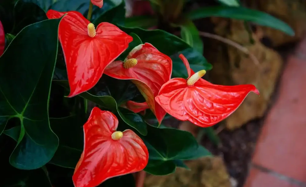 火鶴花養殖指南：掌握這些技巧，讓你的花朵更加嬌豔動人