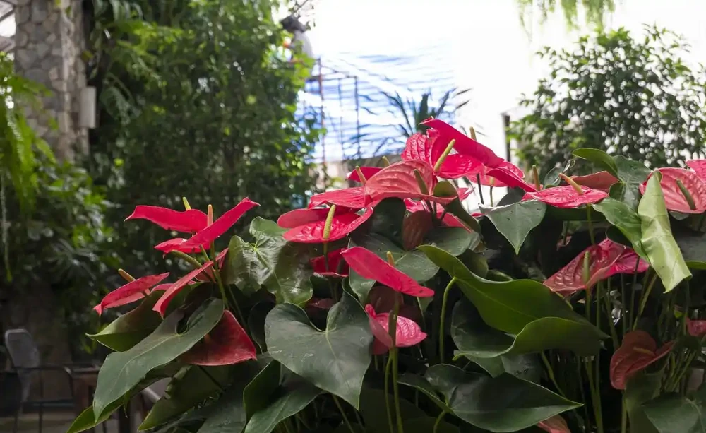 火鶴花養殖指南：掌握這些技巧，讓你的花朵更加嬌豔動人