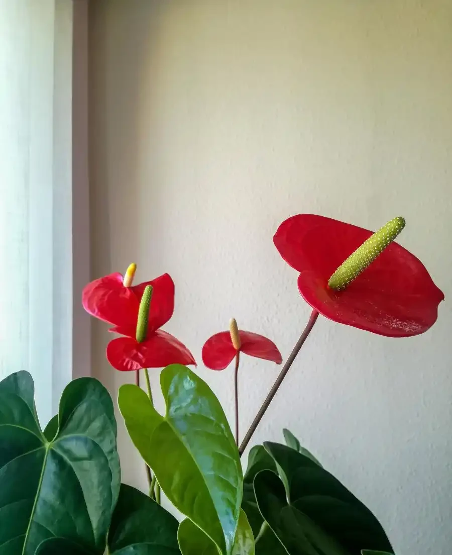 火鶴花養殖指南：掌握這些技巧，讓你的花朵更加嬌豔動人