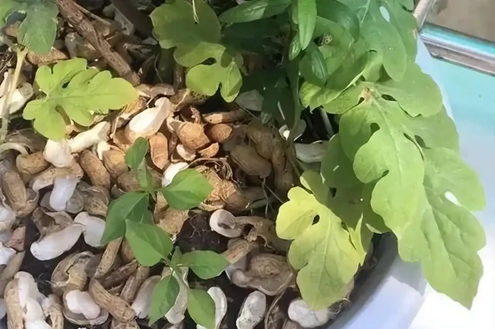 出門看到5種東西，撿回家墊在花盆底，養花不黃葉不腐根