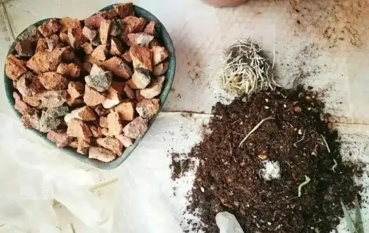 出門看到5種東西，撿回家墊在花盆底，養花不黃葉不腐根