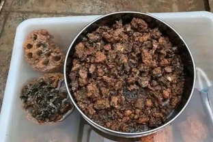 出門看到5種東西，撿回家墊在花盆底，養花不黃葉不腐根