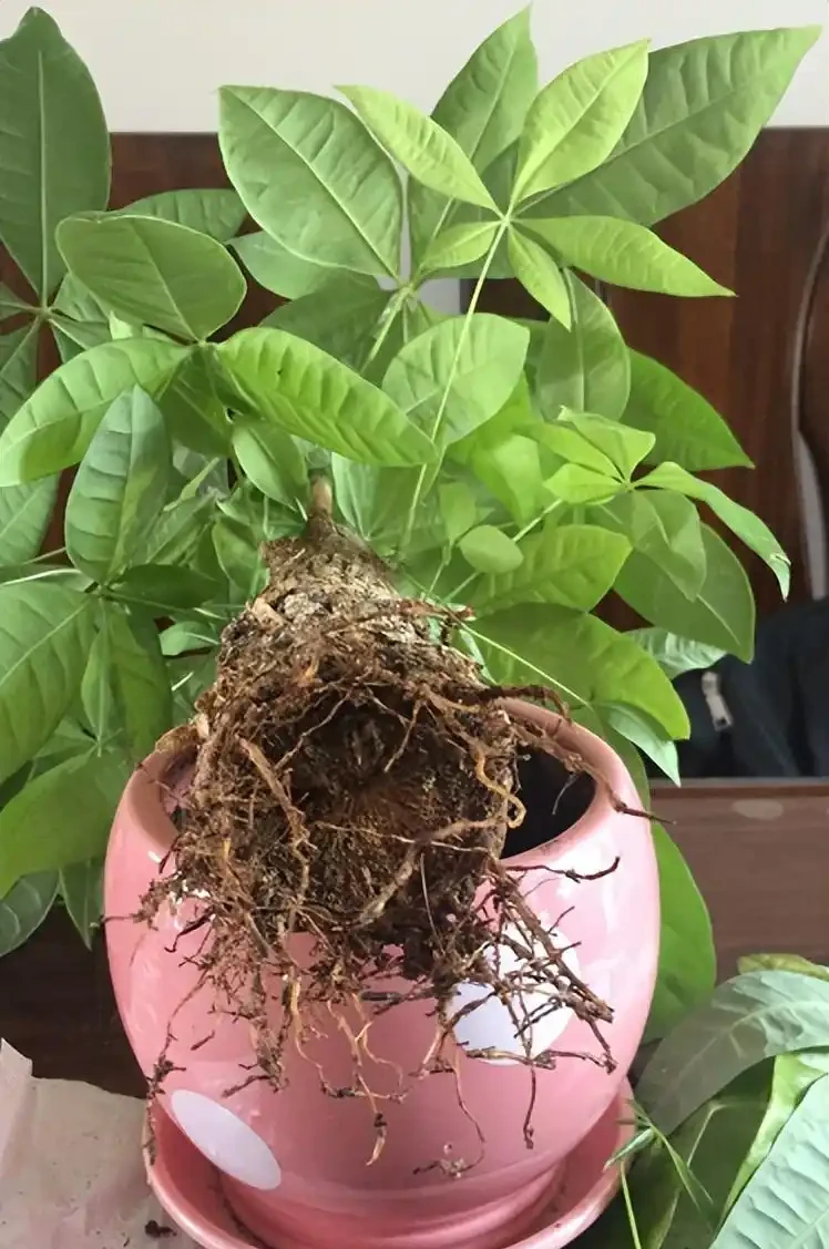 發財樹澆水澆多了怎麼補救