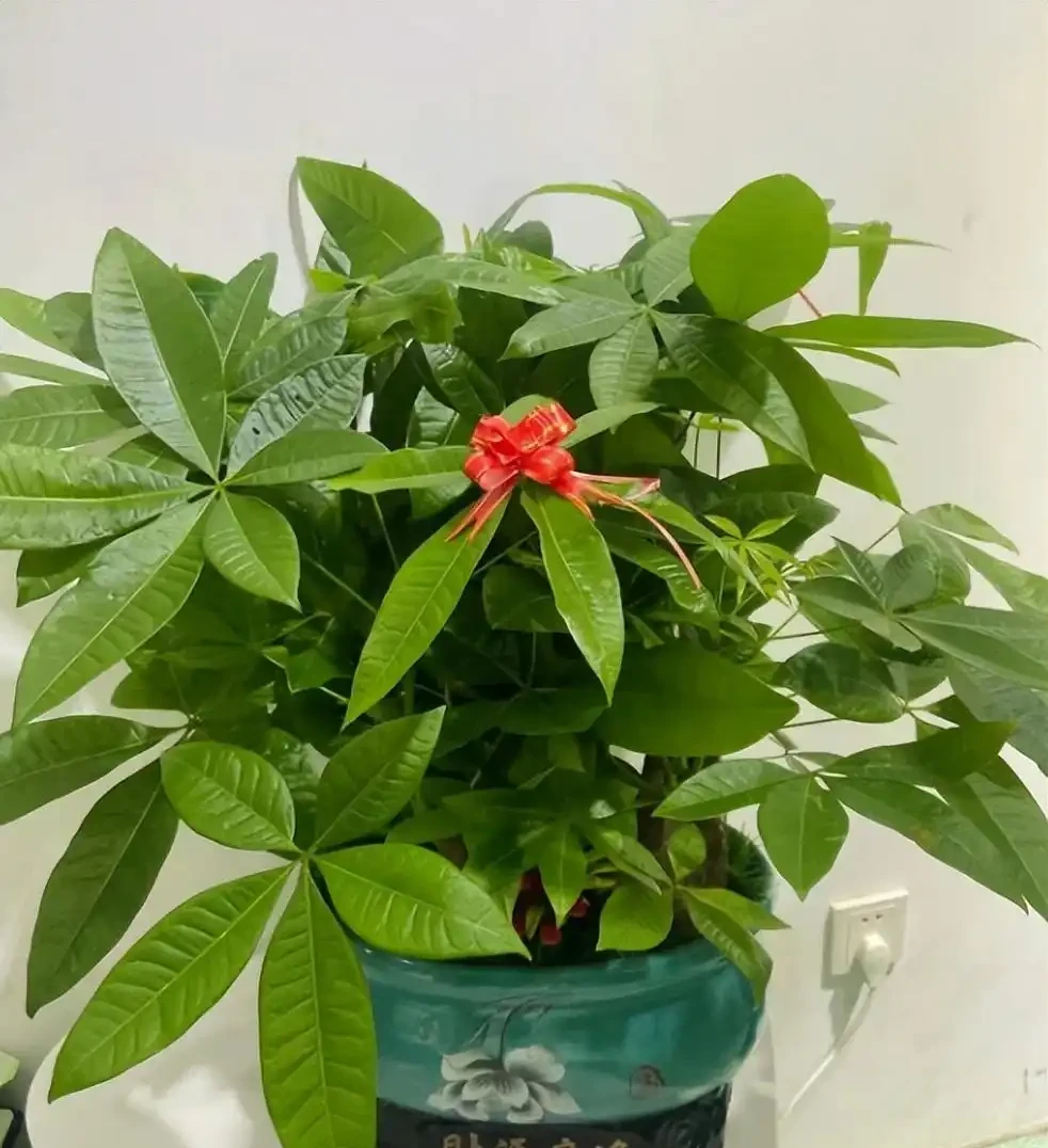 發財樹澆水澆多了怎麼補救