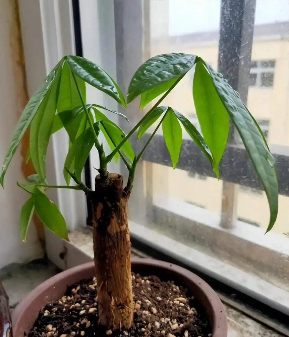 發財樹澆水澆多了怎麼補救