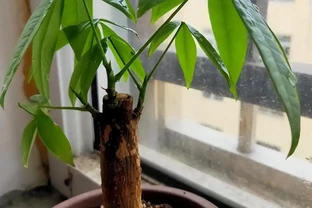 發財樹澆水澆多了怎麼補救
