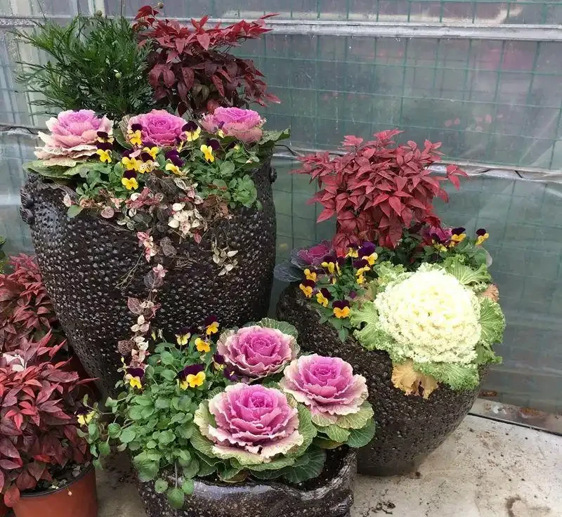 6種「耐冰花」，不怕寒冬，多淋淋雪，明年開花更多！