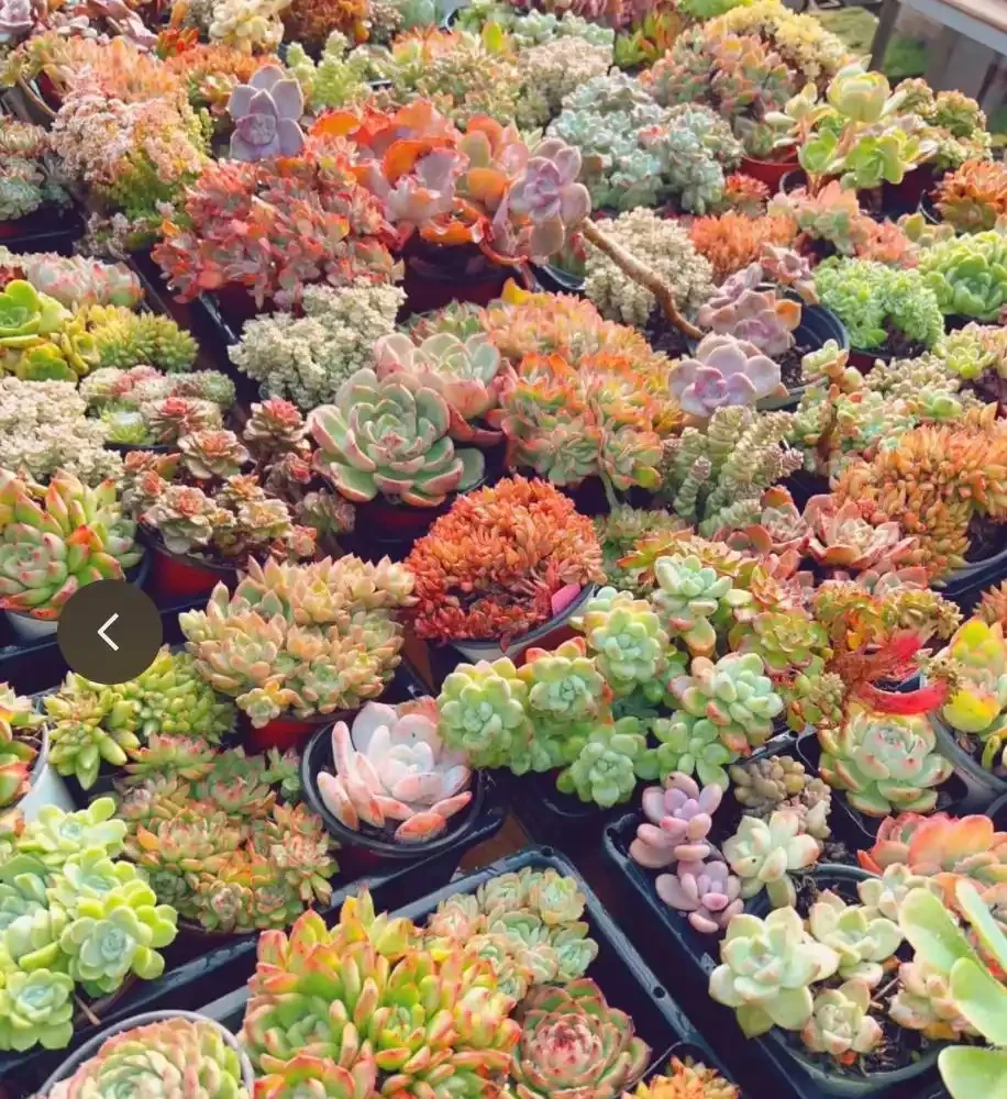 6種「耐冰花」,不怕寒冬,多淋淋雪,明年開花更多!