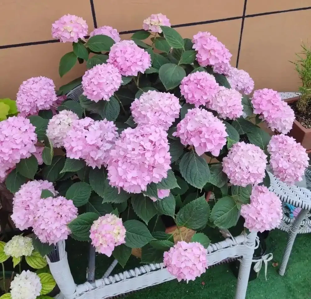 6種「耐冰花」,不怕寒冬,多淋淋雪,明年開花更多!