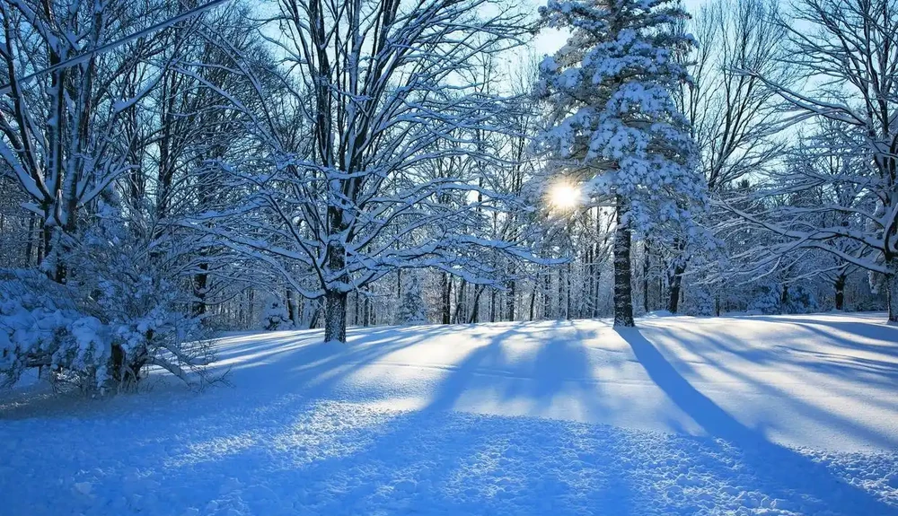 6種「耐冰花」,不怕寒冬,多淋淋雪,明年開花更多!