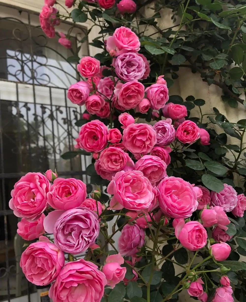 6種「耐冰花」,不怕寒冬,多淋淋雪,明年開花更多!
