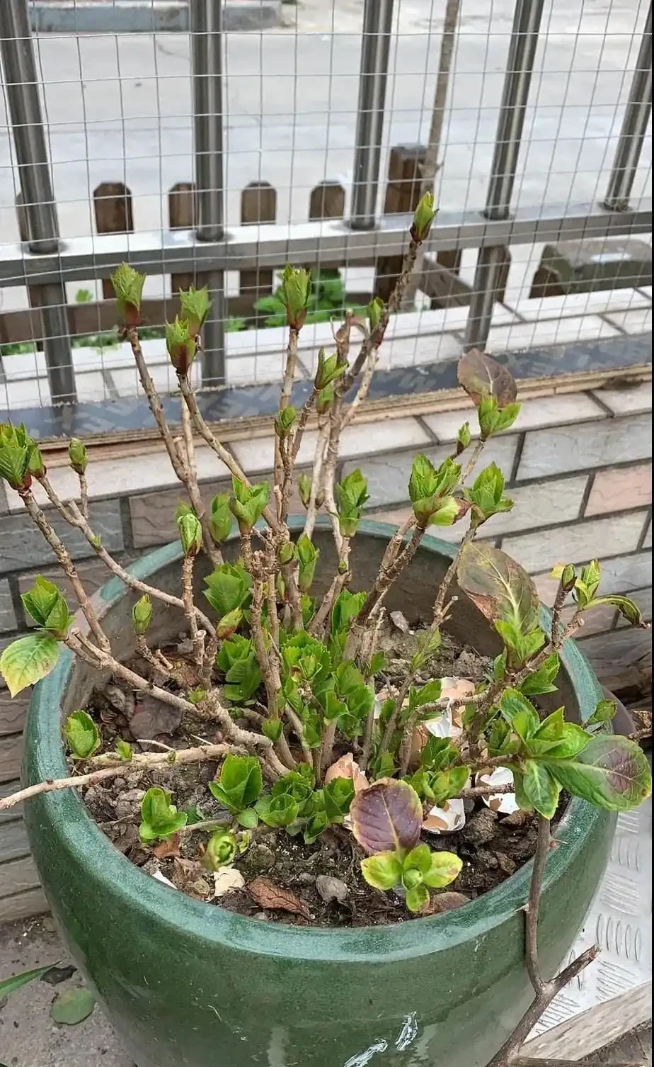 6種「耐冰花」,不怕寒冬,多淋淋雪,明年開花更多!