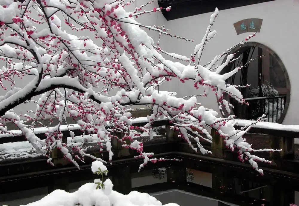 6種「耐冰花」,不怕寒冬,多淋淋雪,明年開花更多!