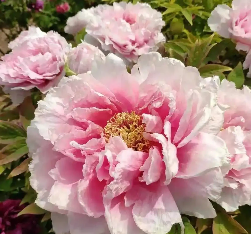 6種「耐冰花」,不怕寒冬,多淋淋雪,明年開花更多!