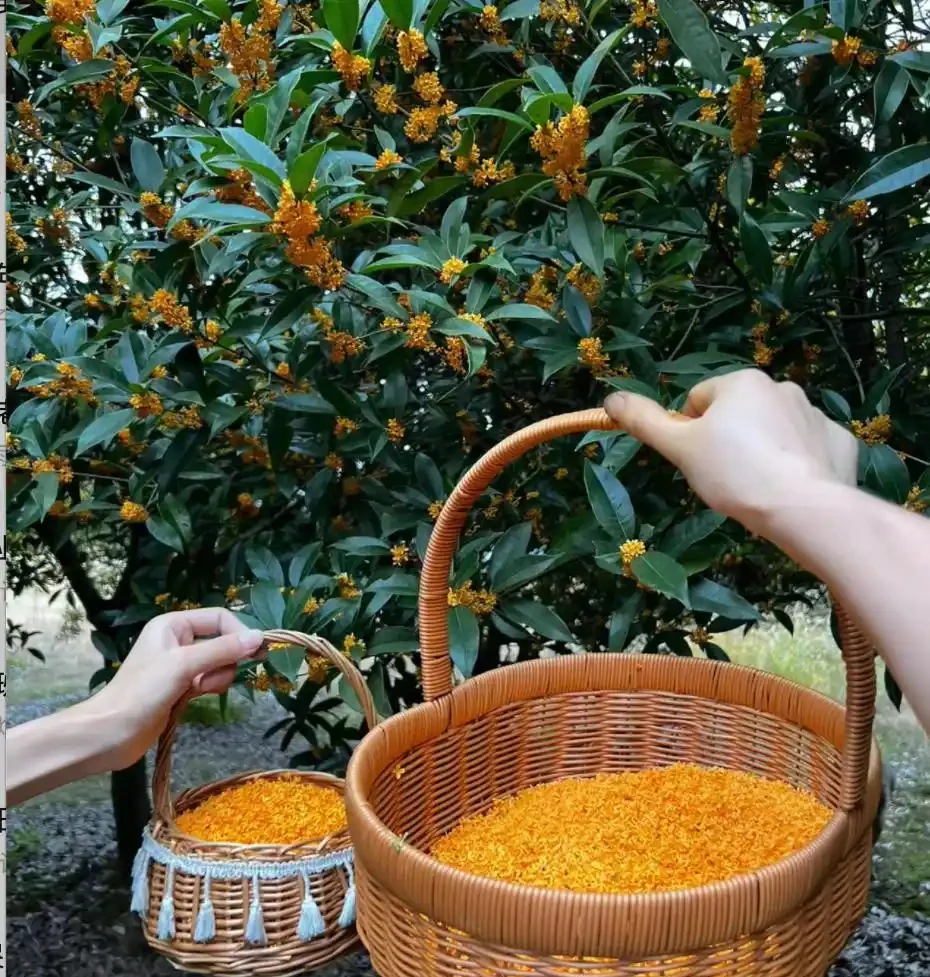 6種「耐冰花」,不怕寒冬,多淋淋雪,明年開花更多!