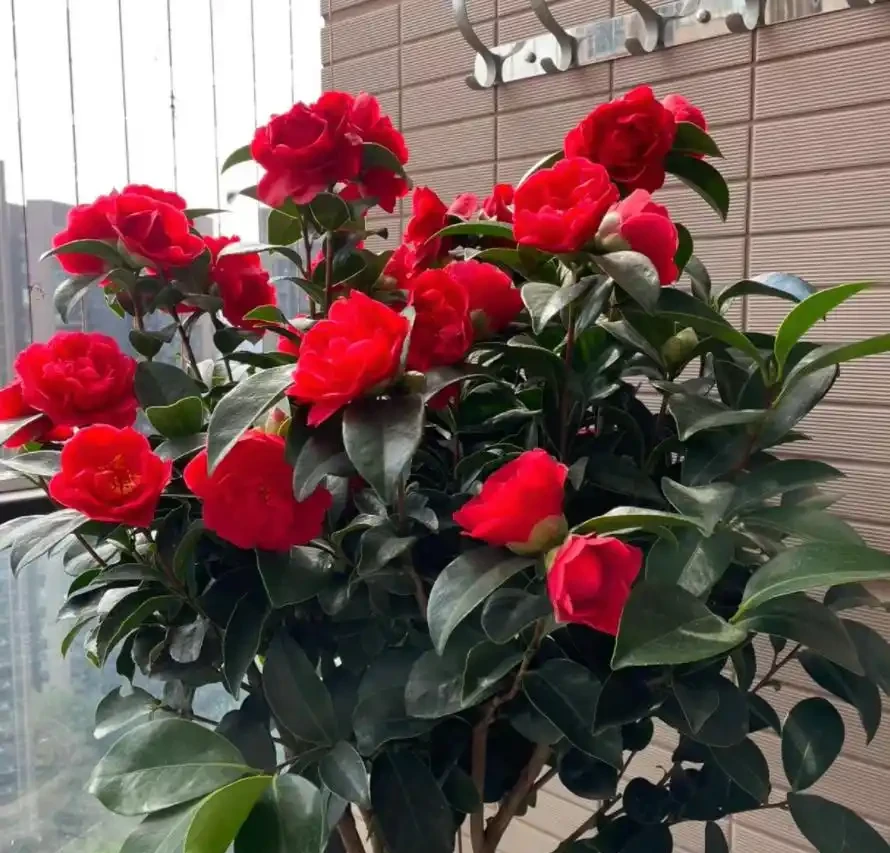 6種「耐冰花」,不怕寒冬,多淋淋雪,明年開花更多!