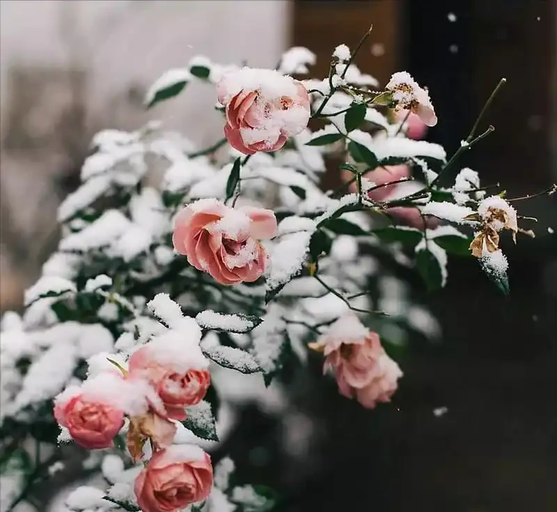 6種「耐冰花」,不怕寒冬,多淋淋雪,明年開花更多!