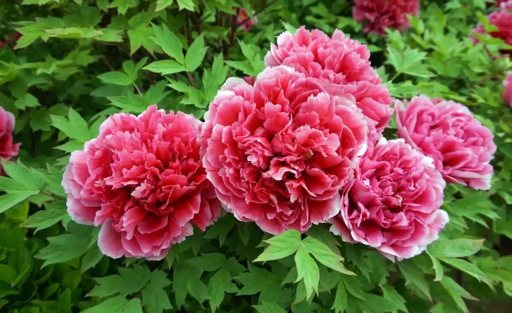 6種「耐冰花」,不怕寒冬,多淋淋雪,明年開花更多!