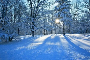 6種「耐冰花」，不怕寒冬，多淋淋雪，明年開花更多！