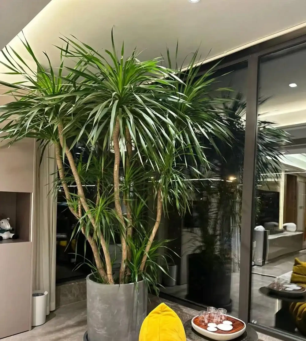 北京一戶人家,因「龍血樹客廳」走紅,高貴大氣又吉祥,真美!