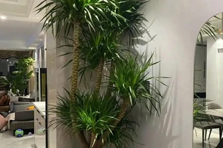 北京一戶人家，因「龍血樹客廳」走紅，高貴大氣又吉祥，真美！