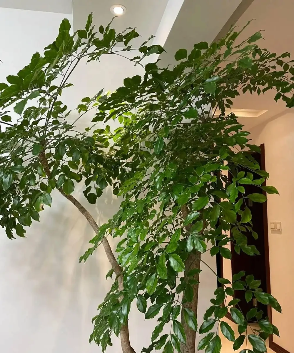 幸福樹有「5忌」,不注意黃葉掉葉,避開枝繁葉茂,綠葉婆娑
