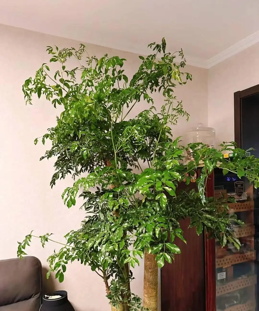 幸福樹有「5忌」,不注意黃葉掉葉,避開枝繁葉茂,綠葉婆娑