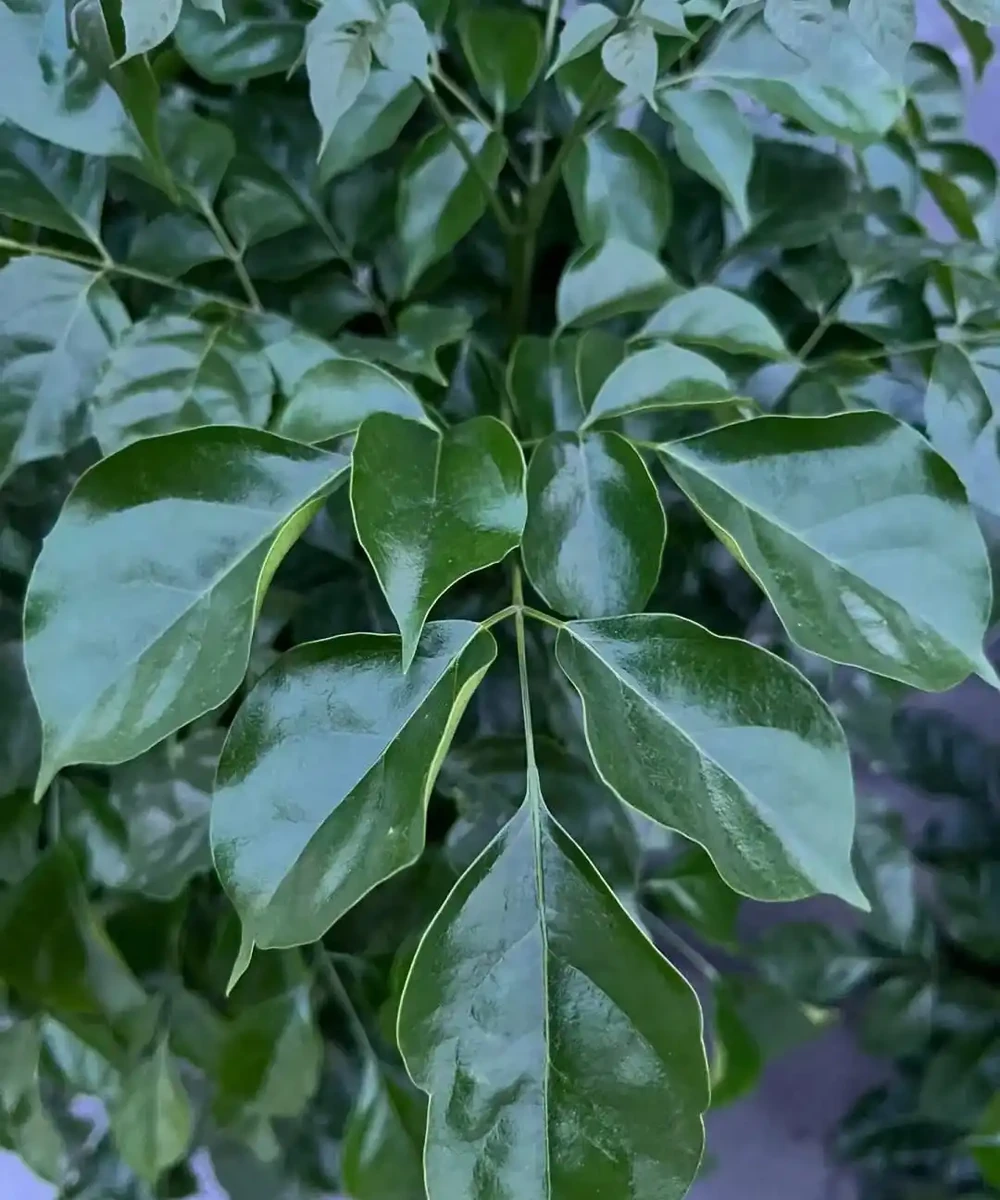 幸福樹有「5忌」,不注意黃葉掉葉,避開枝繁葉茂,綠葉婆娑