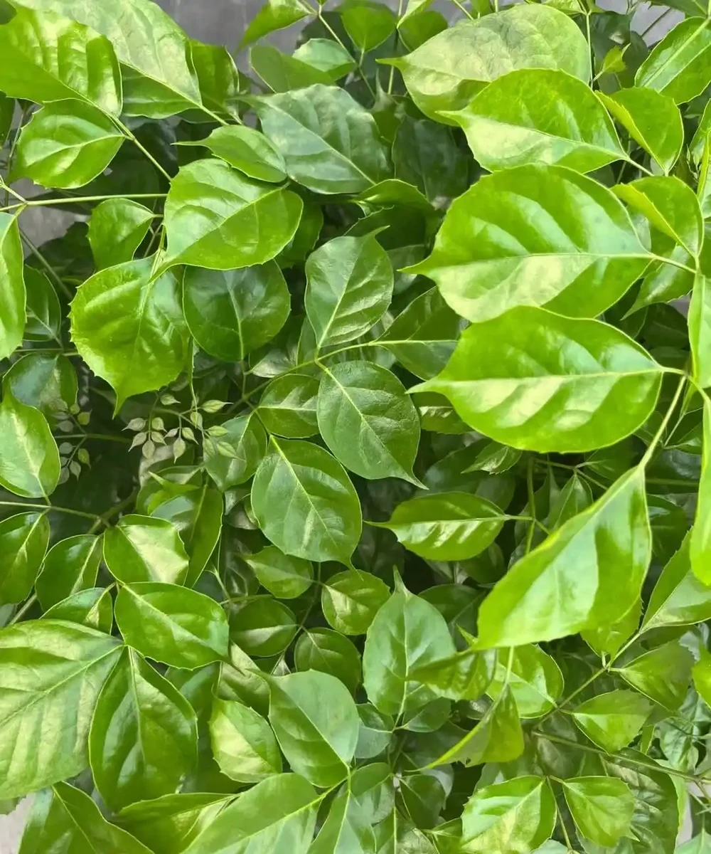 幸福樹有「5忌」,不注意黃葉掉葉,避開枝繁葉茂,綠葉婆娑