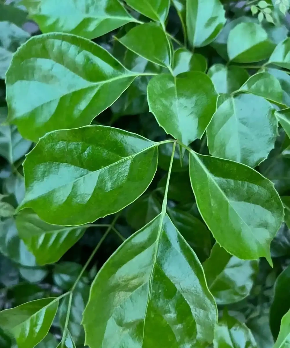 幸福樹有「5忌」,不注意黃葉掉葉,避開枝繁葉茂,綠葉婆娑