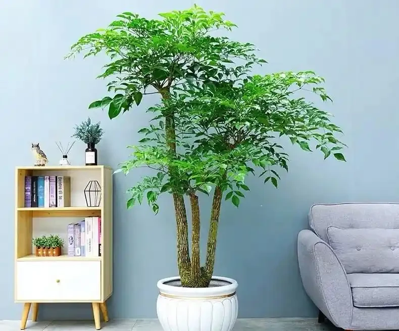幸福樹有「5忌」,不注意黃葉掉葉,避開枝繁葉茂,綠葉婆娑