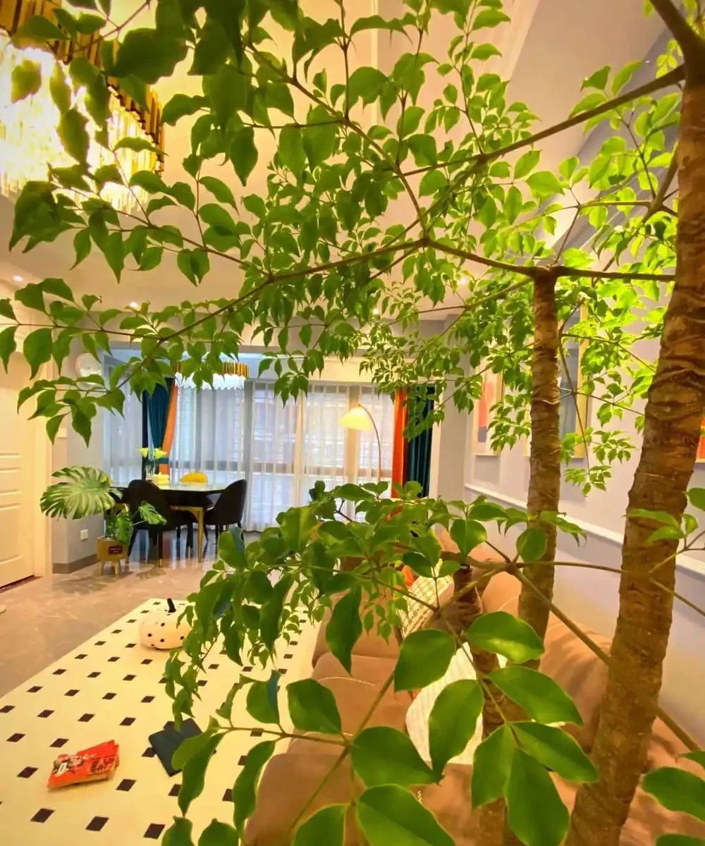 幸福樹有「5忌」,不注意黃葉掉葉,避開枝繁葉茂,綠葉婆娑
