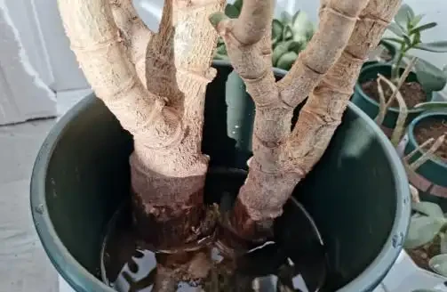 花兒不長根?5種自制長根水,長根壯苗不腐根,簡單實用又方便!