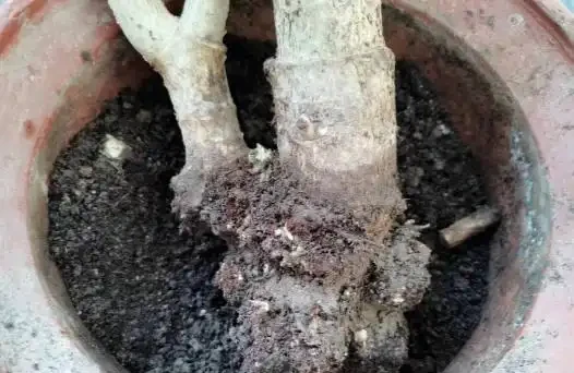 花兒不長根?5種自制長根水,長根壯苗不腐根,簡單實用又方便!